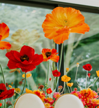 Vibrant Summer Poppy Garden