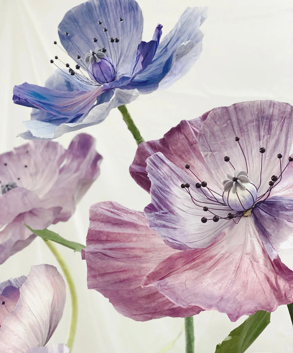 Majestic Purple Poppy